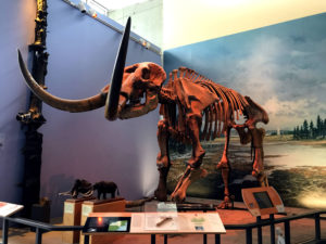 Mastodon Skeleton at the Museum of the Earth in Ithaca, New York