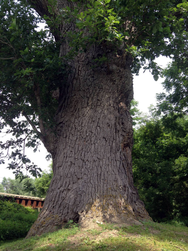 The Torture Tree in Cuylerville, NY