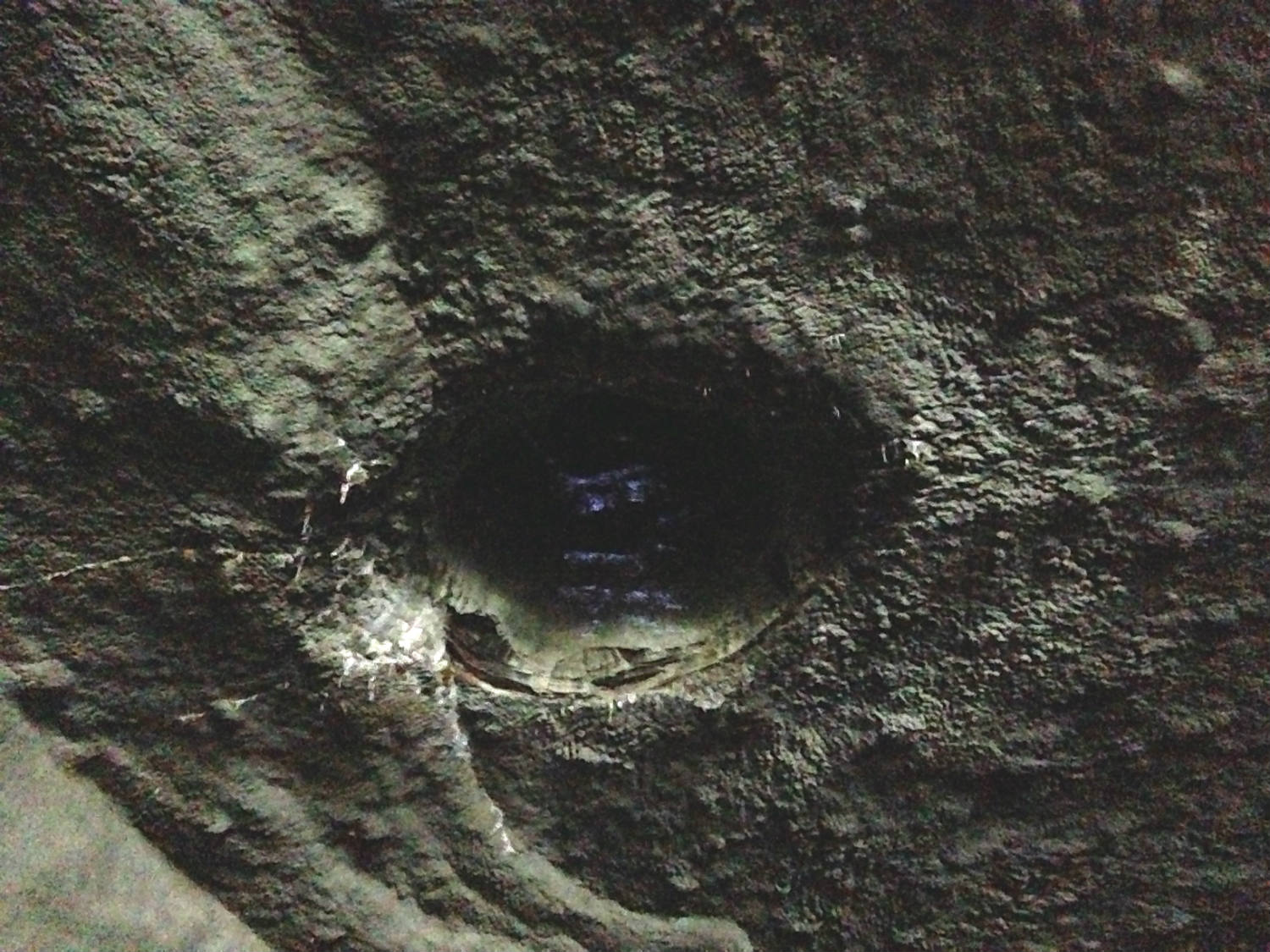 Ceiling Drainage in the Lower Falls Cave