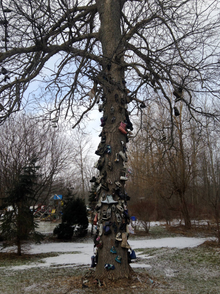 Shoe Tree in East Amherst, NY near Buffalo