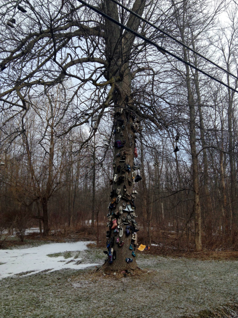 Shoe Tree in East Amherst, NY near Buffalo