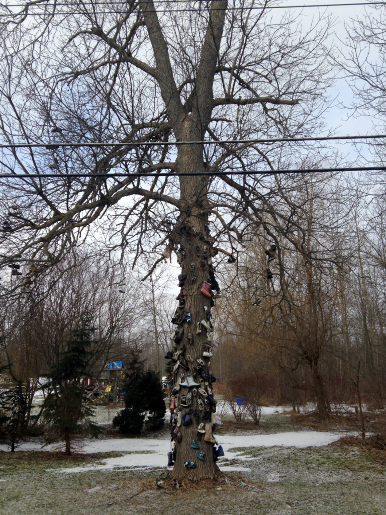 Shoe Tree in East Amherst, NY near Buffalo