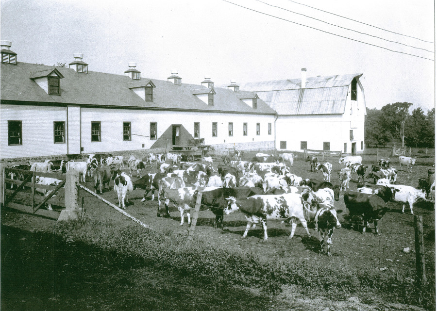 Clifton Springs Sanitarium Company Farm and Cows