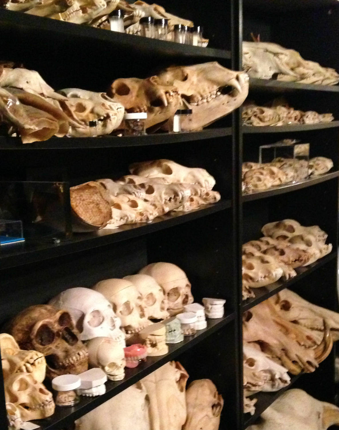 Skull Collection at Cool Craniums in Bergen, NY