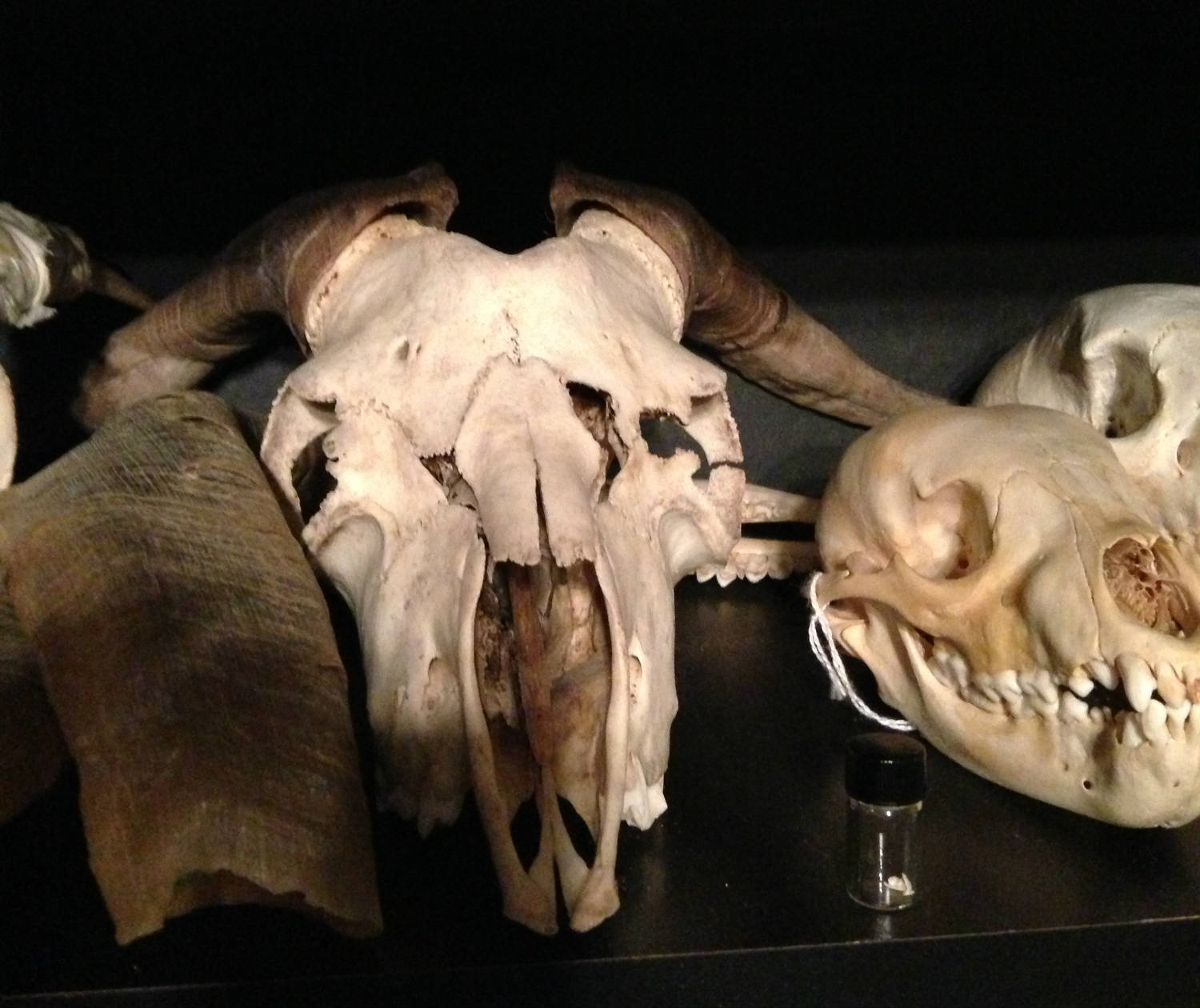 Skull at Cool Craniums in Bergen