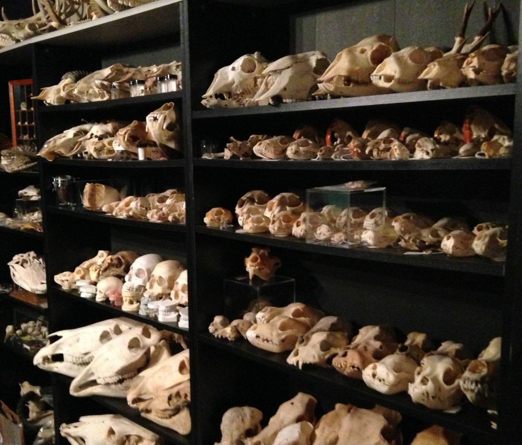 Skulls on Shelves at private collection Monroe County