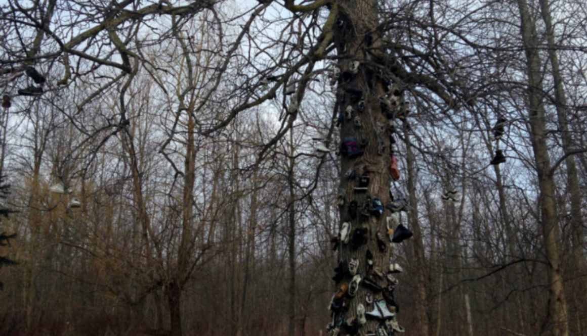 Shoe Tree of Amherst, NY - Featured Image