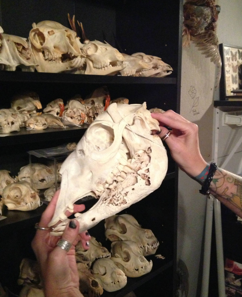 The skull of an alpaca that had a jaw infection!!