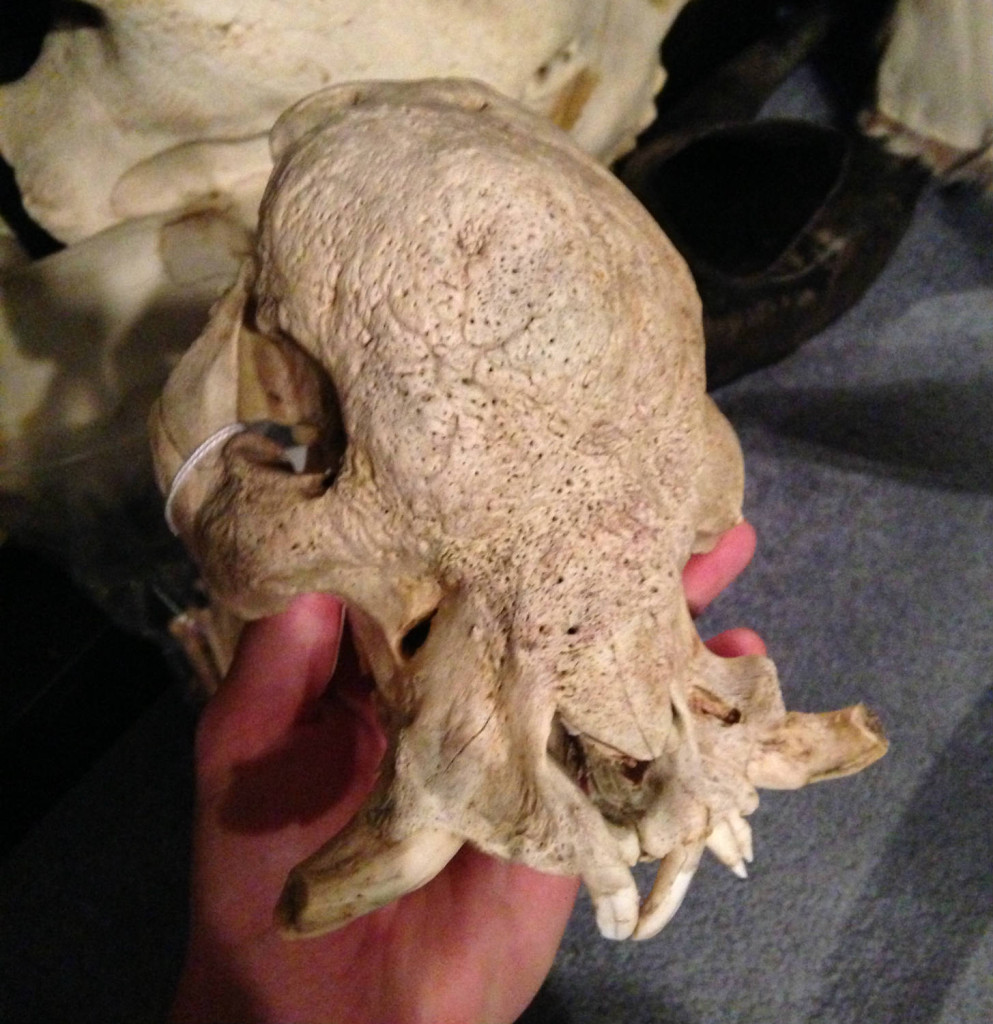 Skull of pig that had a massive sinus infection.