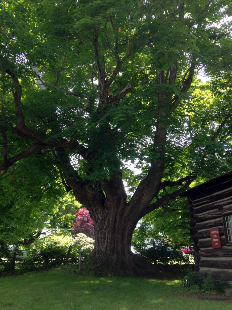 Largest Maple Tree in New York State