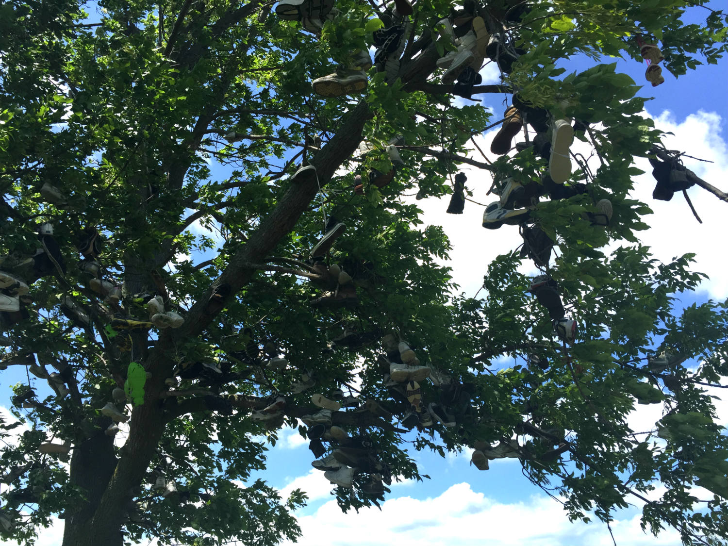 The Shoe Trees of Lyndonville, New York