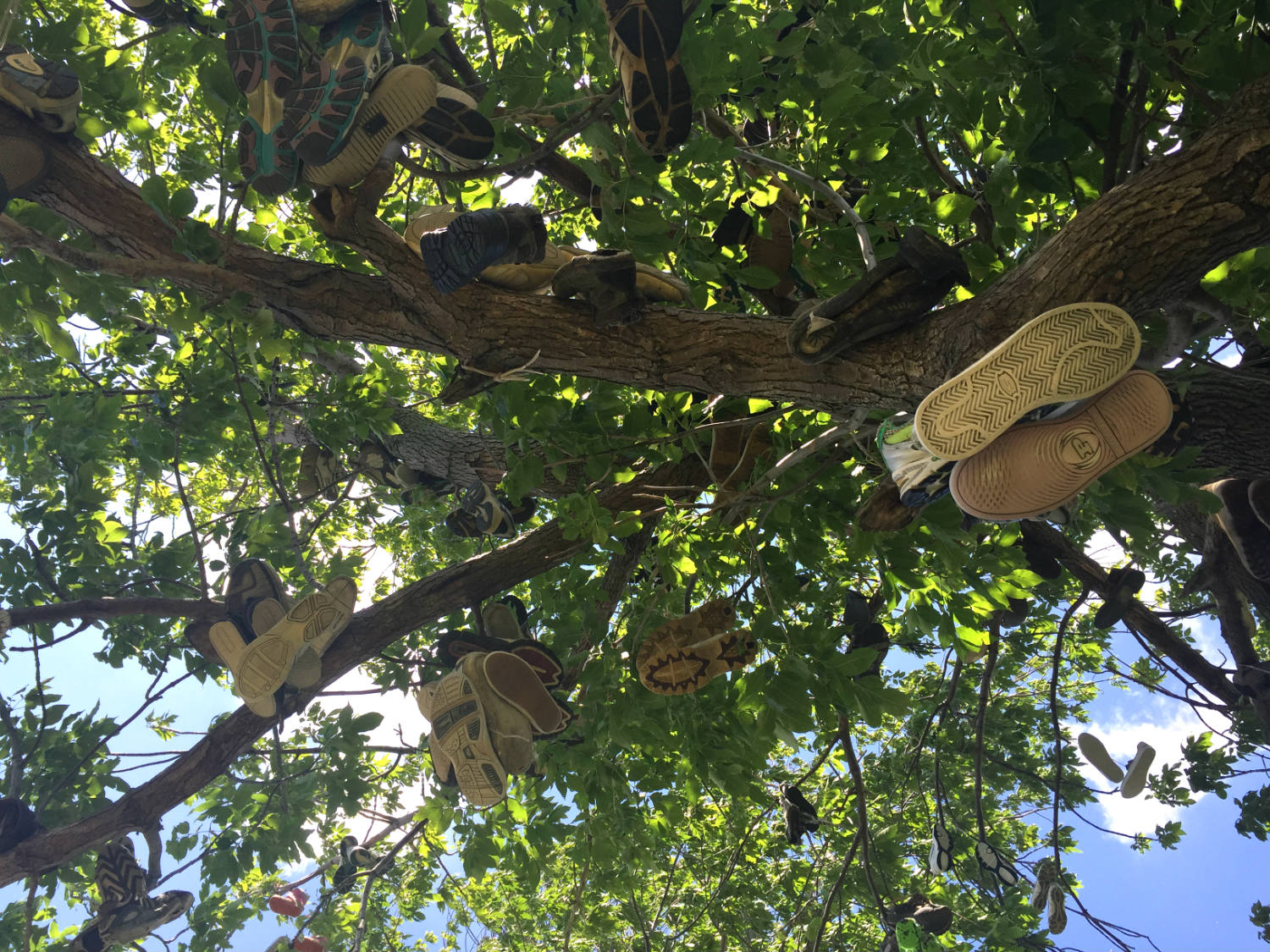 Shoes in a Tree in Lyndonville