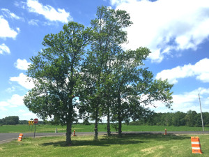 The Shoe Trees of Lyndonville, New York