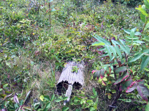 Third Wooden Cross in Ashley Cemetery in Wayland