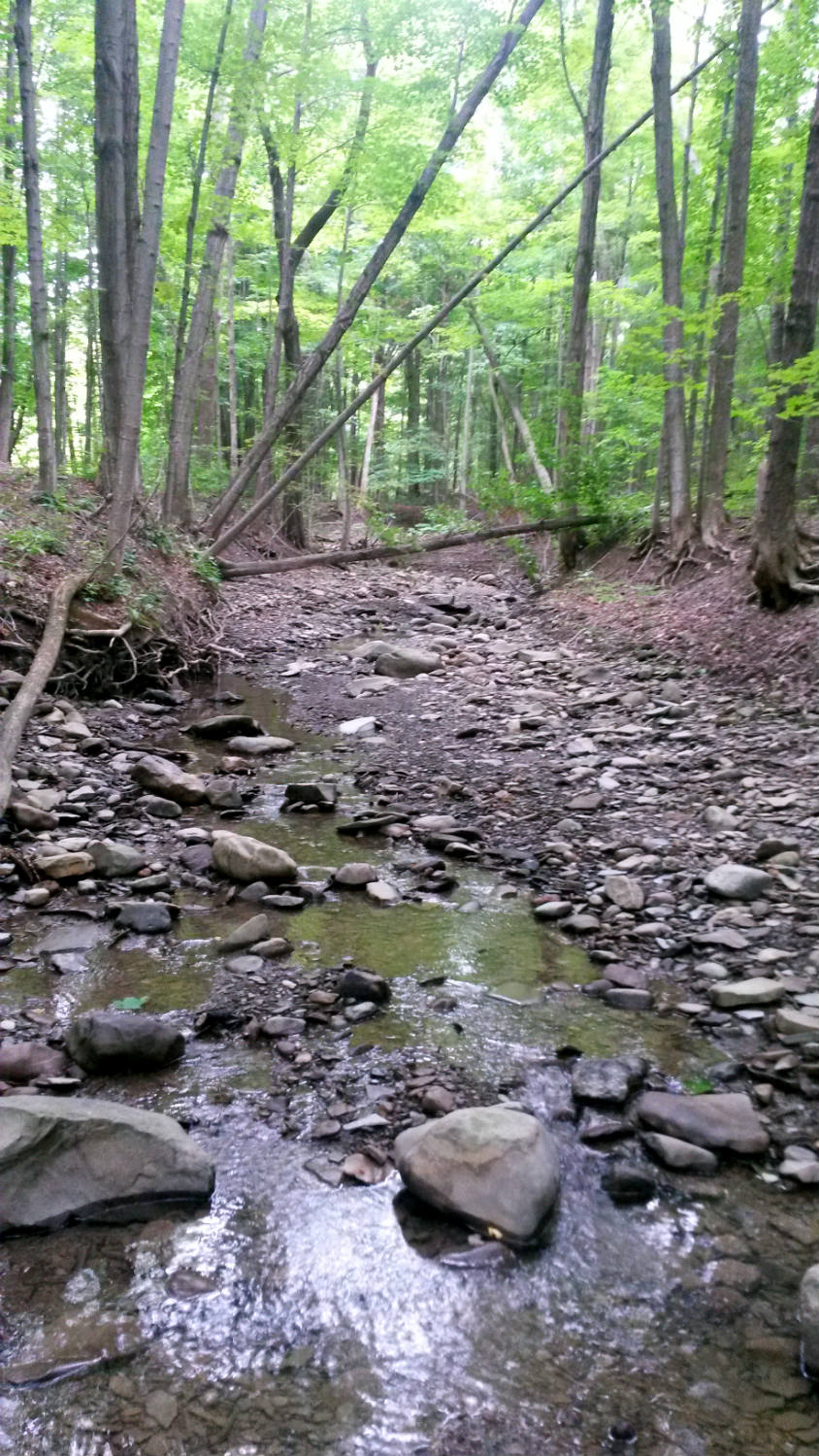Creek in Ricky Green Memorial Park in Conesus
