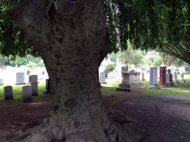 Tree at West Point Military Academy Cemetery