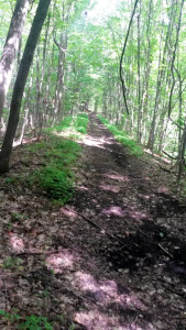 Conesus Railroad Bed Hiking Trail