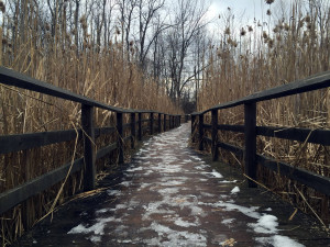 Boardwalk Trail in Tinker Nature Park in Henrietta, New York