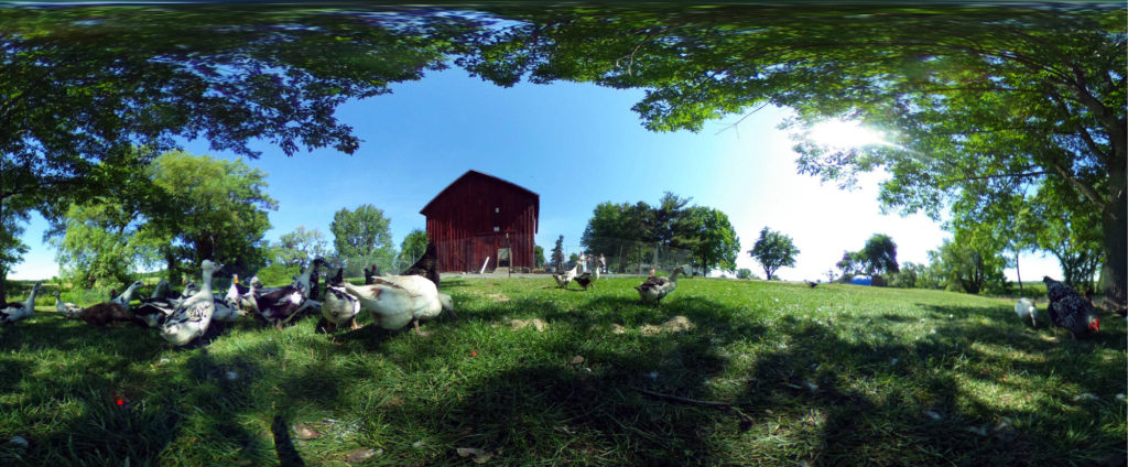 Ducks and Chickens at Spotted Duck Creamery in Penn Yan, New York