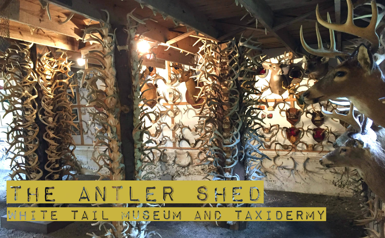 Antler Shed White Tail Museum - Featured Image