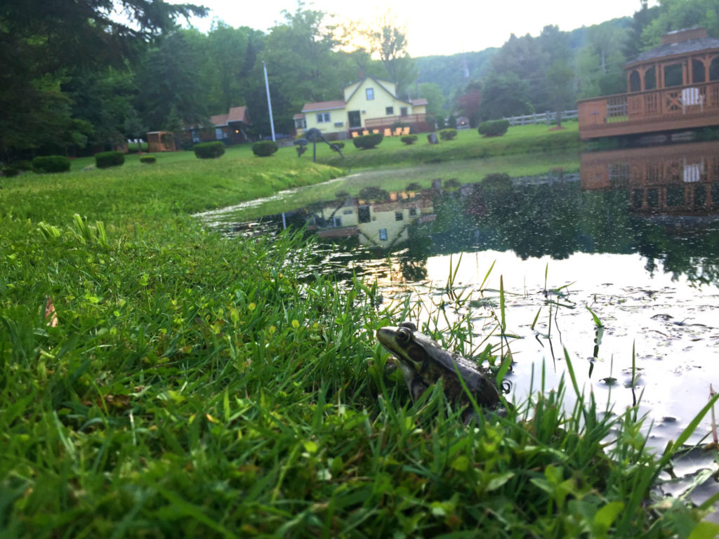 Frog and Pond at Lazy Pond Bed and Breakfast in Liberty, NY