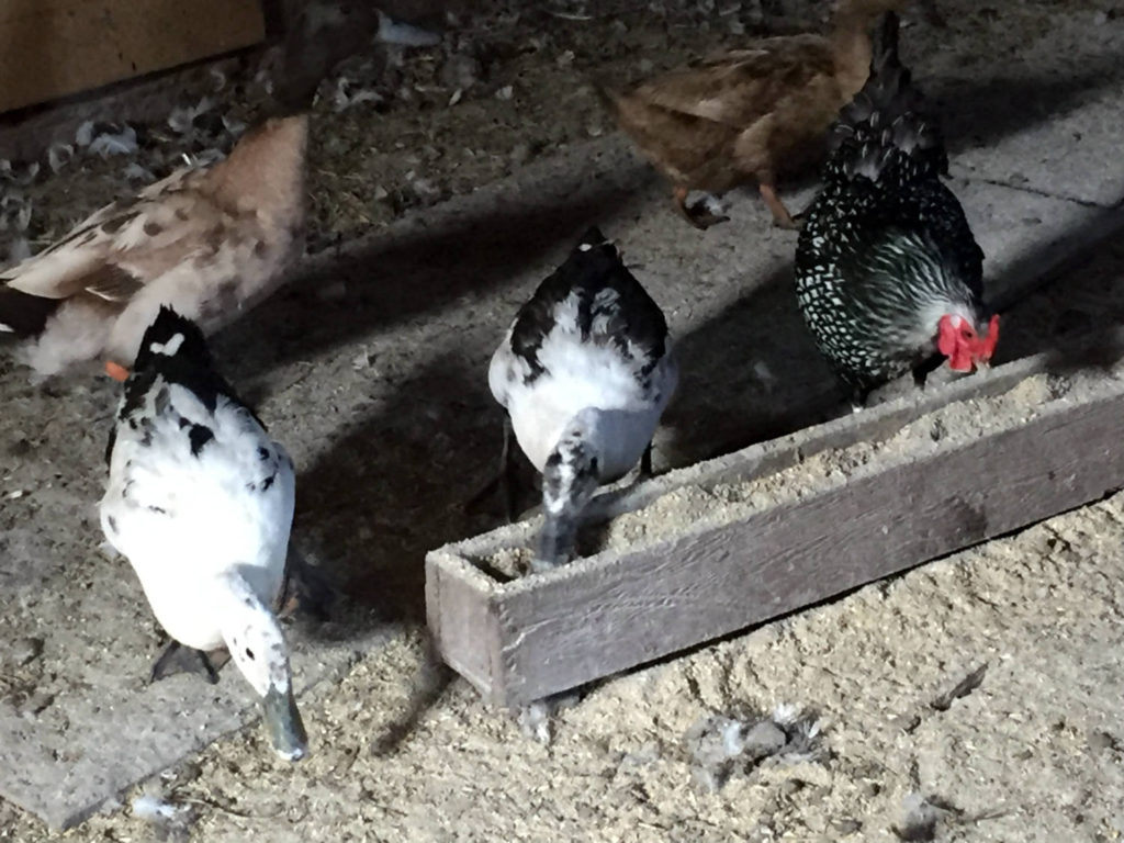Chickens and Ancona Ducks Feeding at Spotted Duck Creamery in Penn Yan, New York