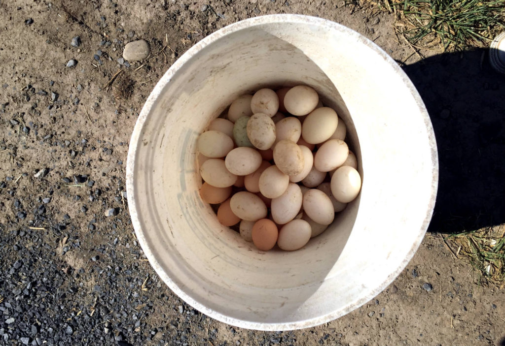 Duck Eggs at Spotted Duck Creamery in Penn Yan, New York