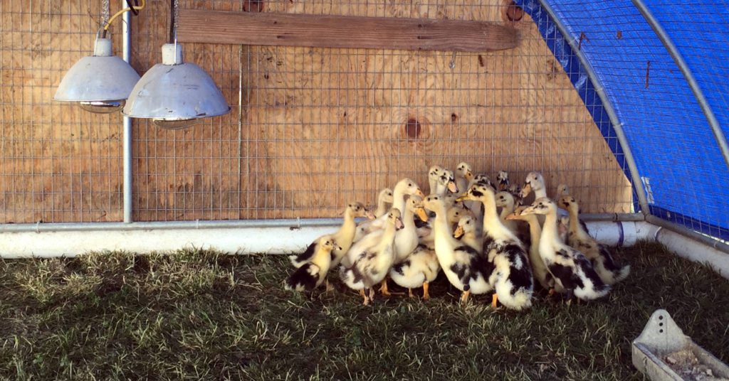 Baby Ducklings at Spotted Duck Creamery in Penn Yan, New York