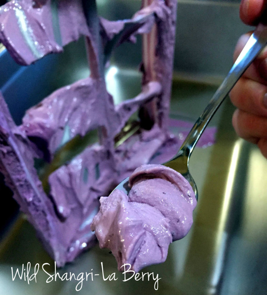 Freshly Churned Wild Shangri-La Berry at Spotted Duck Creamery in Penn Yan, New York