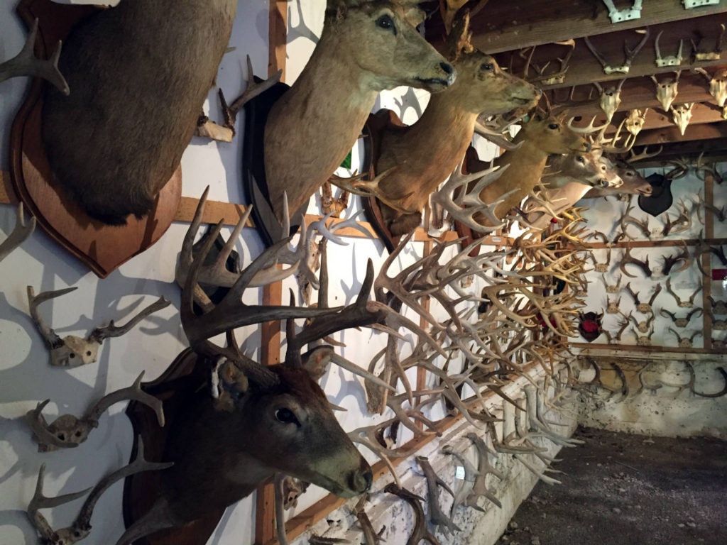 The Antler Shed's Largest Collection in the East Exploring Upstate