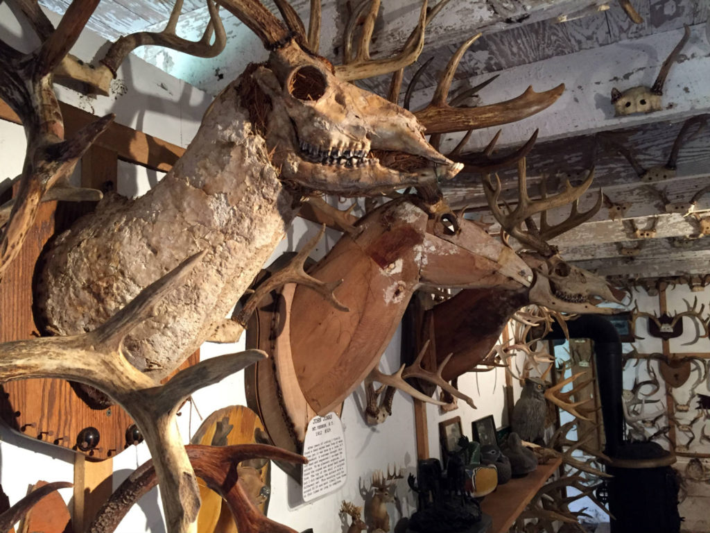 Museum of Antlers in Cattaraugus County