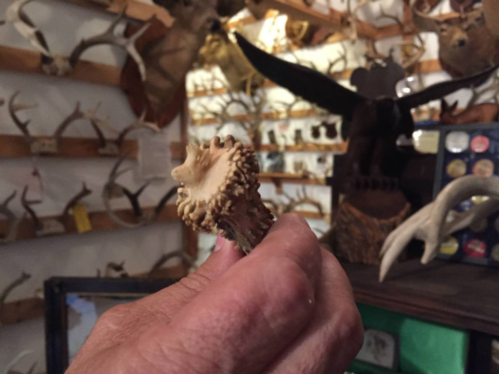 Carved Deer Head in Antler