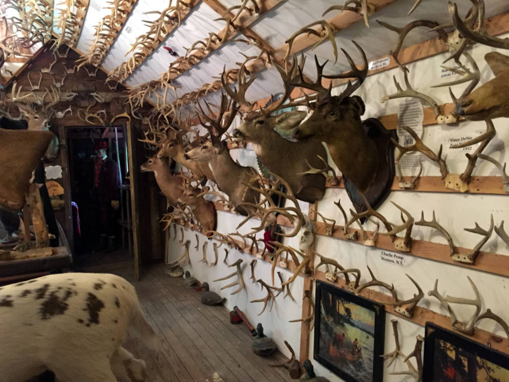 Shoulder Mounted Deer in the Antler Shed in West Valley, New York