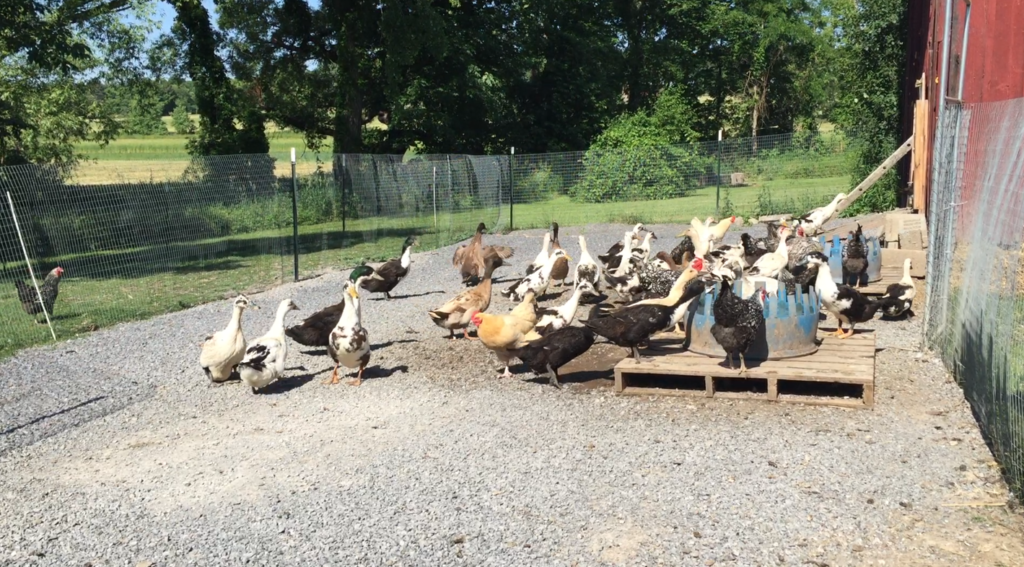 Ducks and Chickens at Spotted Duck Creamery in Penn Yan, New York