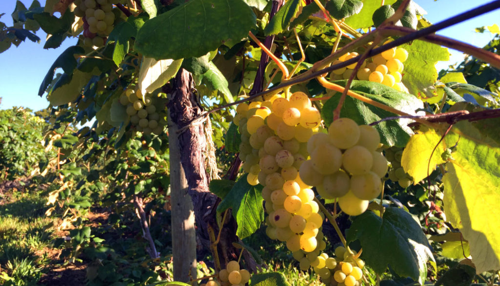 Grapes of Moore- Featured Image