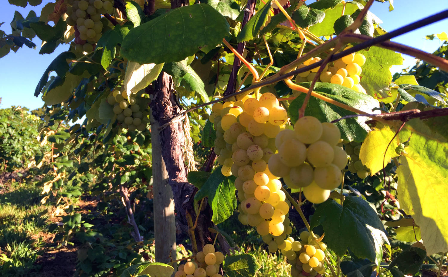 Grapes of Moore- Featured Image