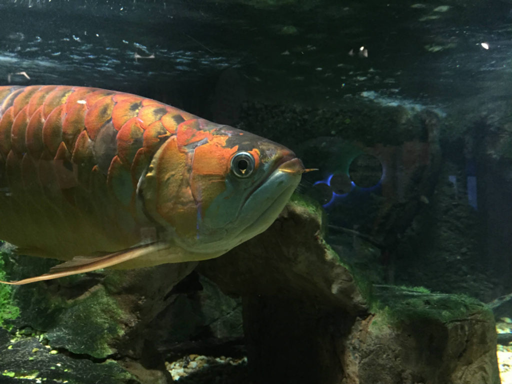 Fish at the Aquarium in Niagara Falls, New York