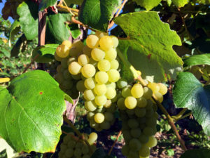 Moore's Diamond Grape at Randall-Standish Vineyards in Canandaigua, New York