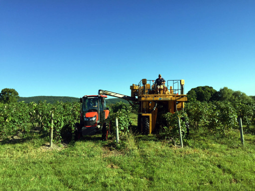 Harvesting Moore's Diamond Grape at Randall-Standish Vineyards in Canandaigua, New York