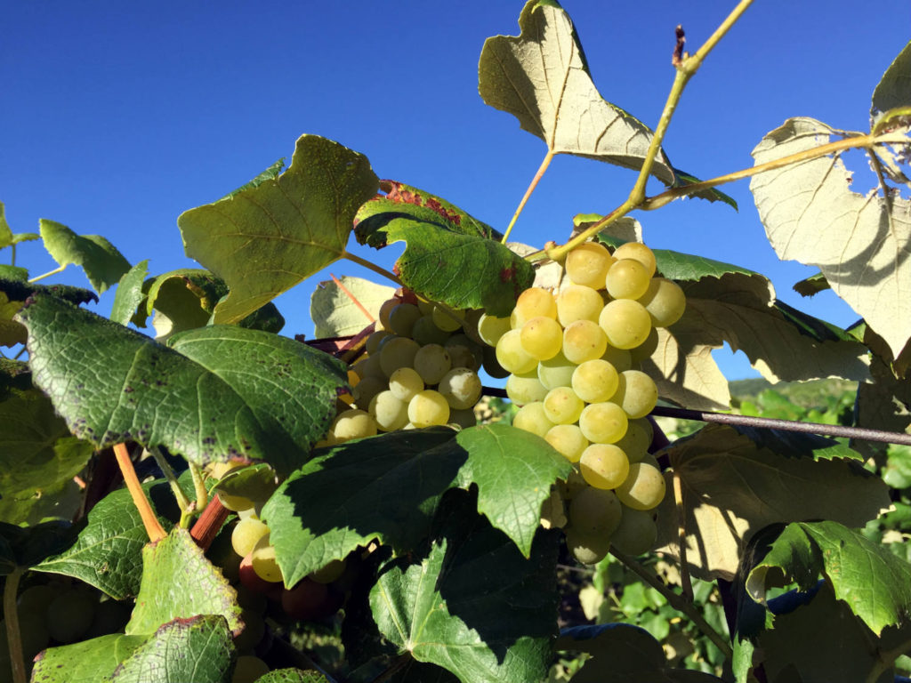 Moore's Diamond Grape at Randall-Standish Vineyards in Canandaigua, New York