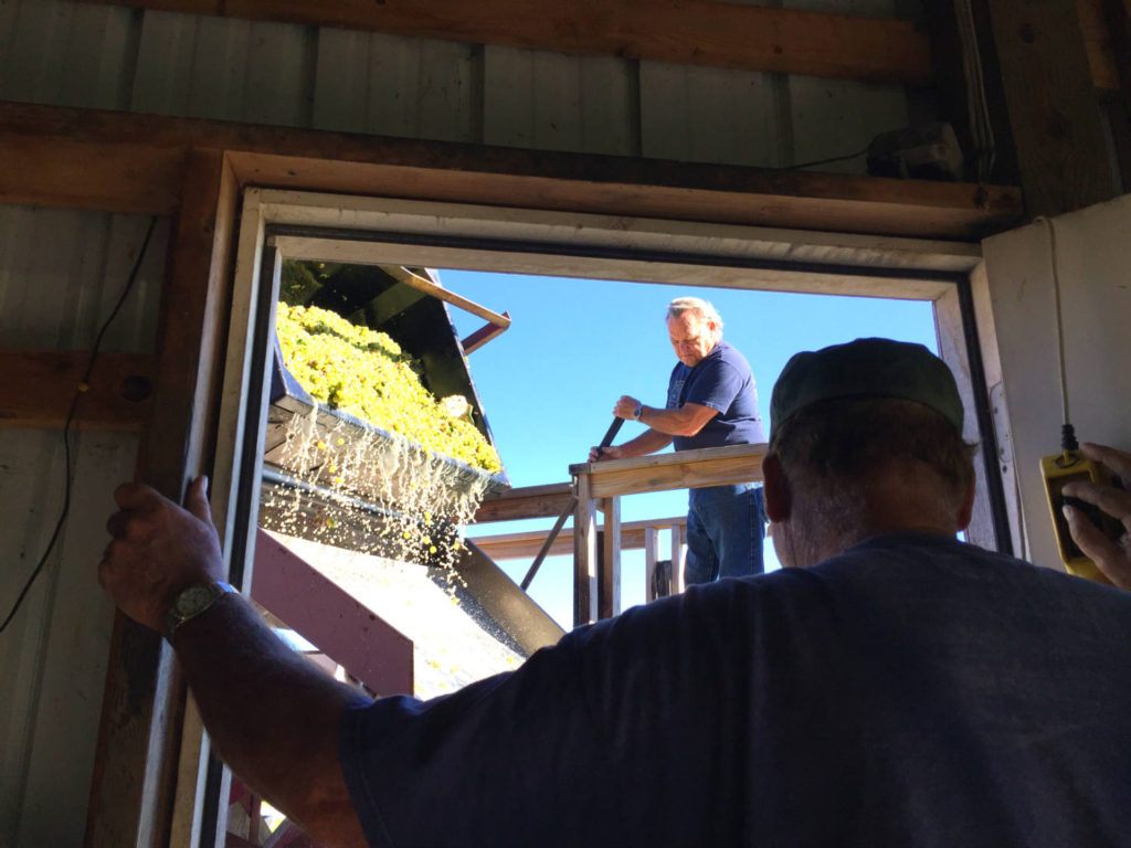 Grape Processing at Randall-Standish Vineyards in Canandaigua, New York