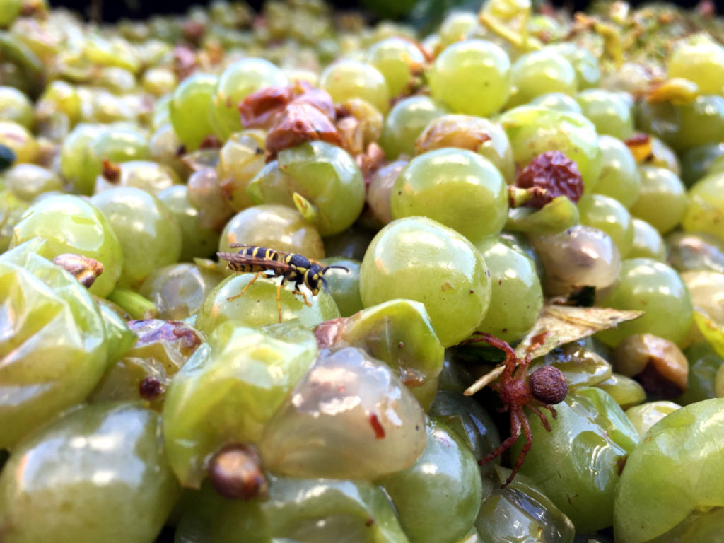 Bee and Spider on Moore's Diamond Grapes at Randall-Standish Vineyards in Canandaigua, New York