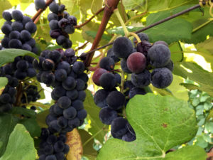 Concord Grapes at Fulkerson Winery in Dundee, New York