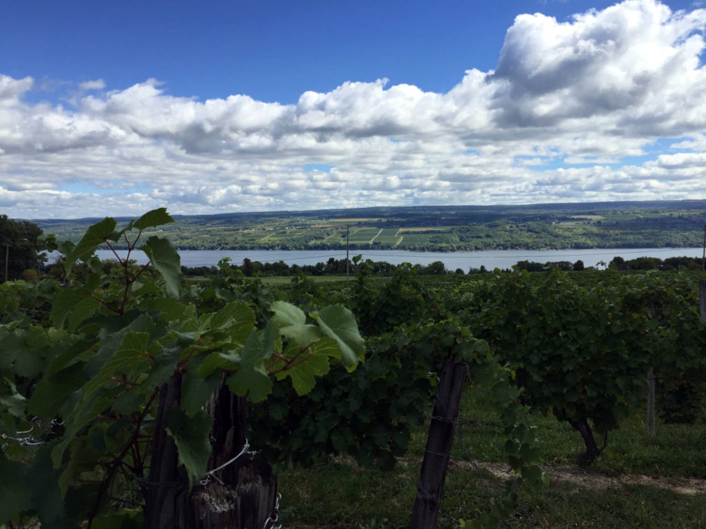 Vines and Seneca Lake in Dundee, New York