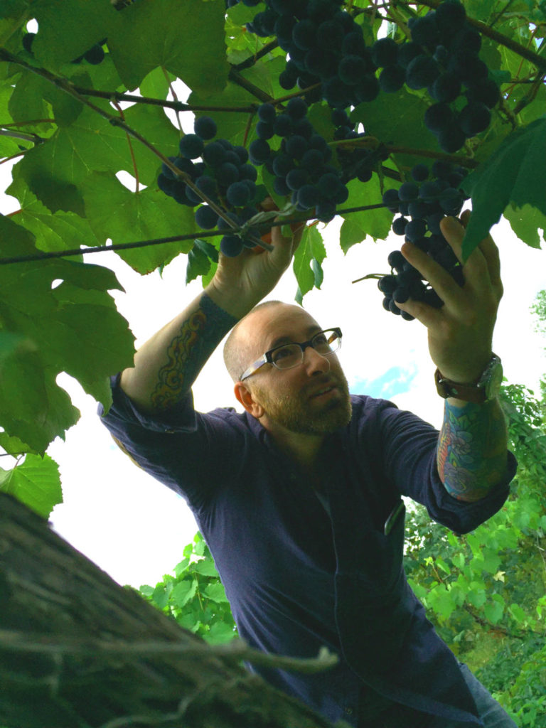 Chris Clemens Picking Concord Grapes at Fulkerson Winery in Dundee, New York