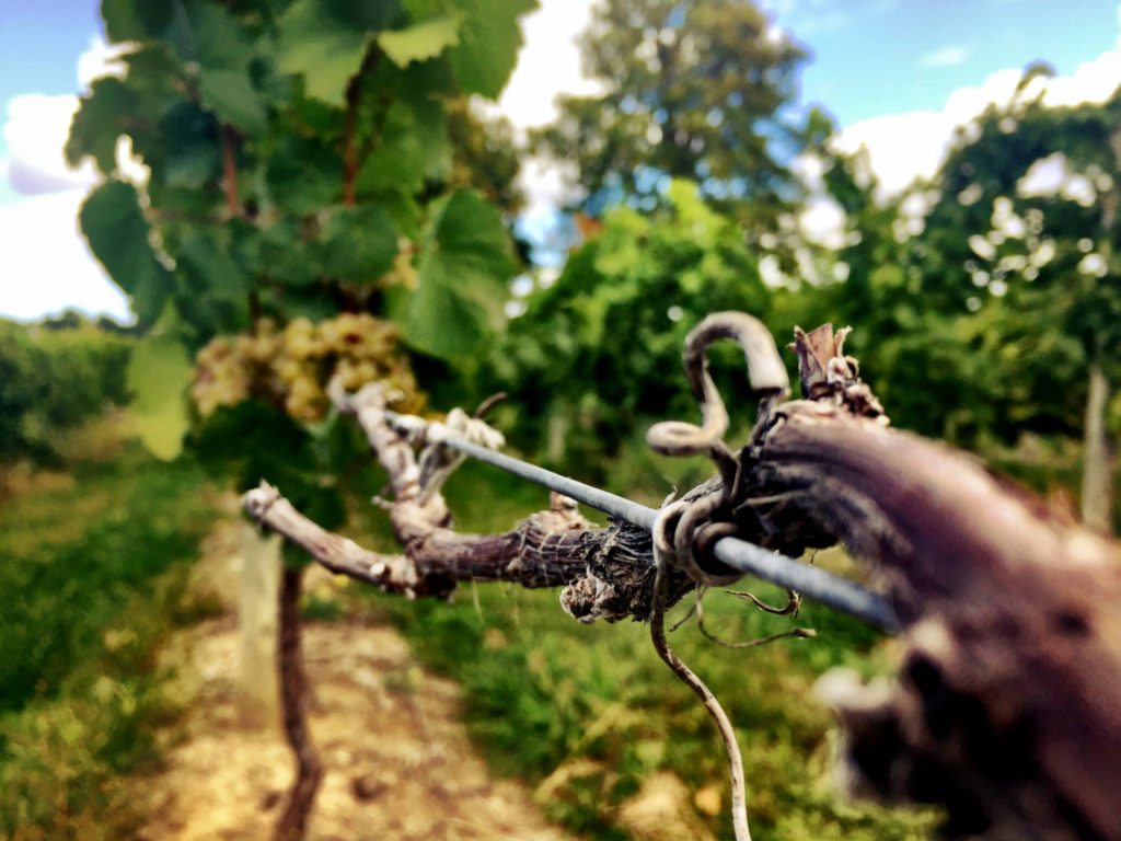 Grape Vine at Fulkerson Winery Vineyard in Dundee, New York