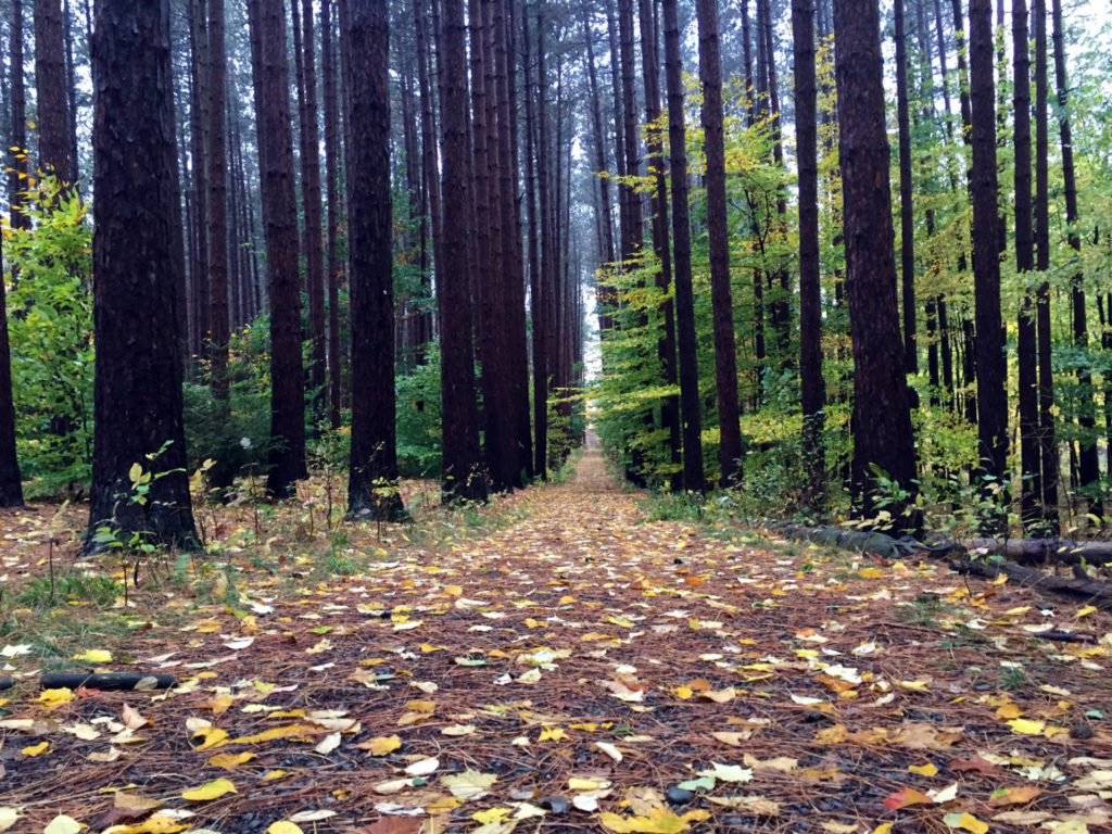 Tree Canopy Trail at Cumming Nature Center