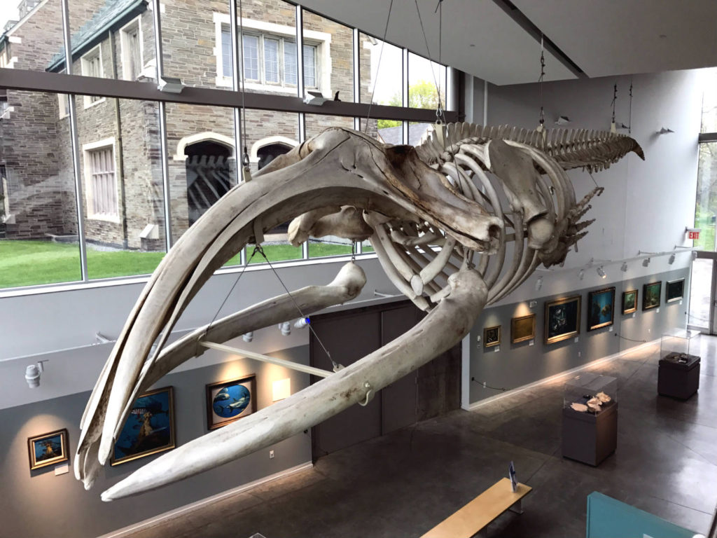 Right Whale Skeleton at the Museum of the Earth in Ithaca, New York