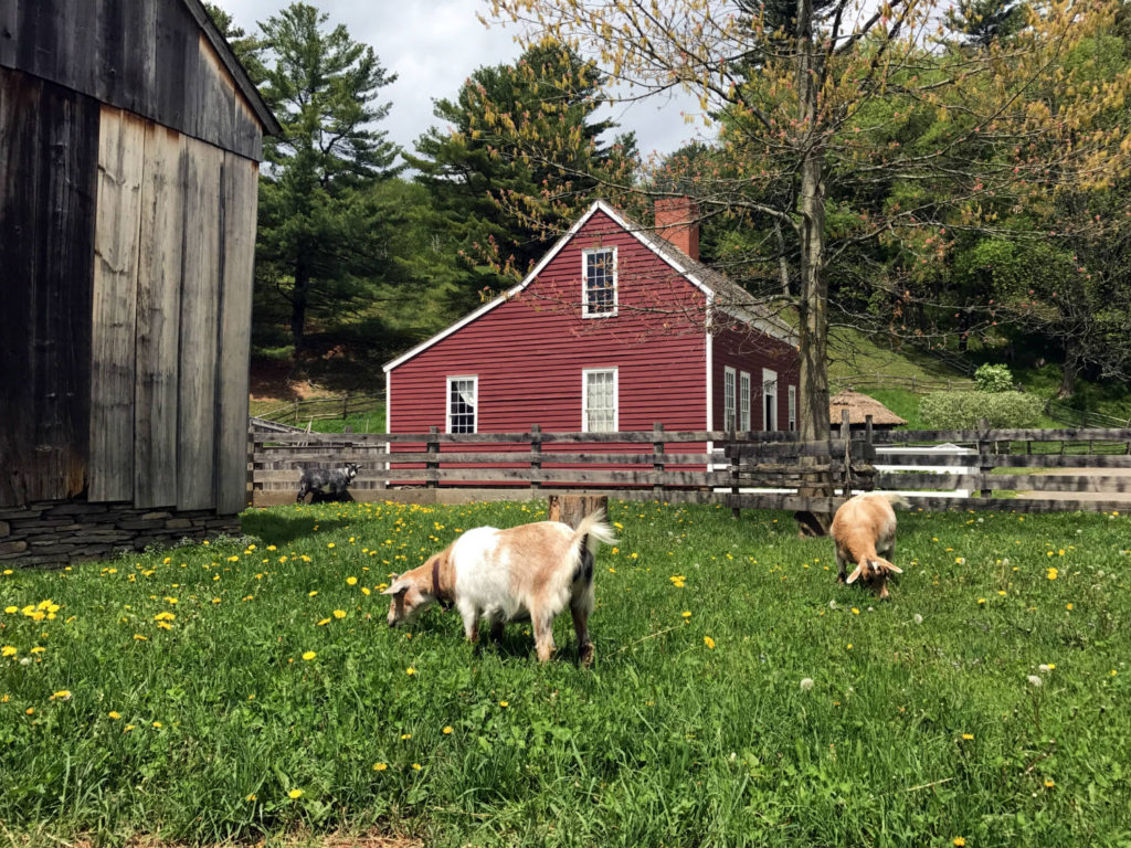 Working Farm at the Farmer's Museum in in Cooperstown, New York