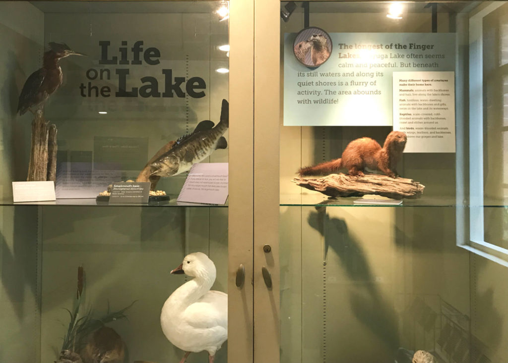 Exhibit at the Cayuga Nature Center in Ithaca, New York